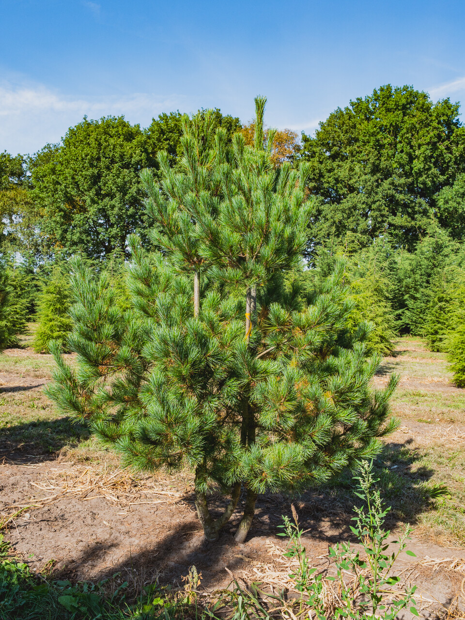 pinus-peuce-macedonian-pine-balkan-pine-van-den-berk-nurseries